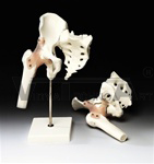 Hip Joint Model with Ligaments